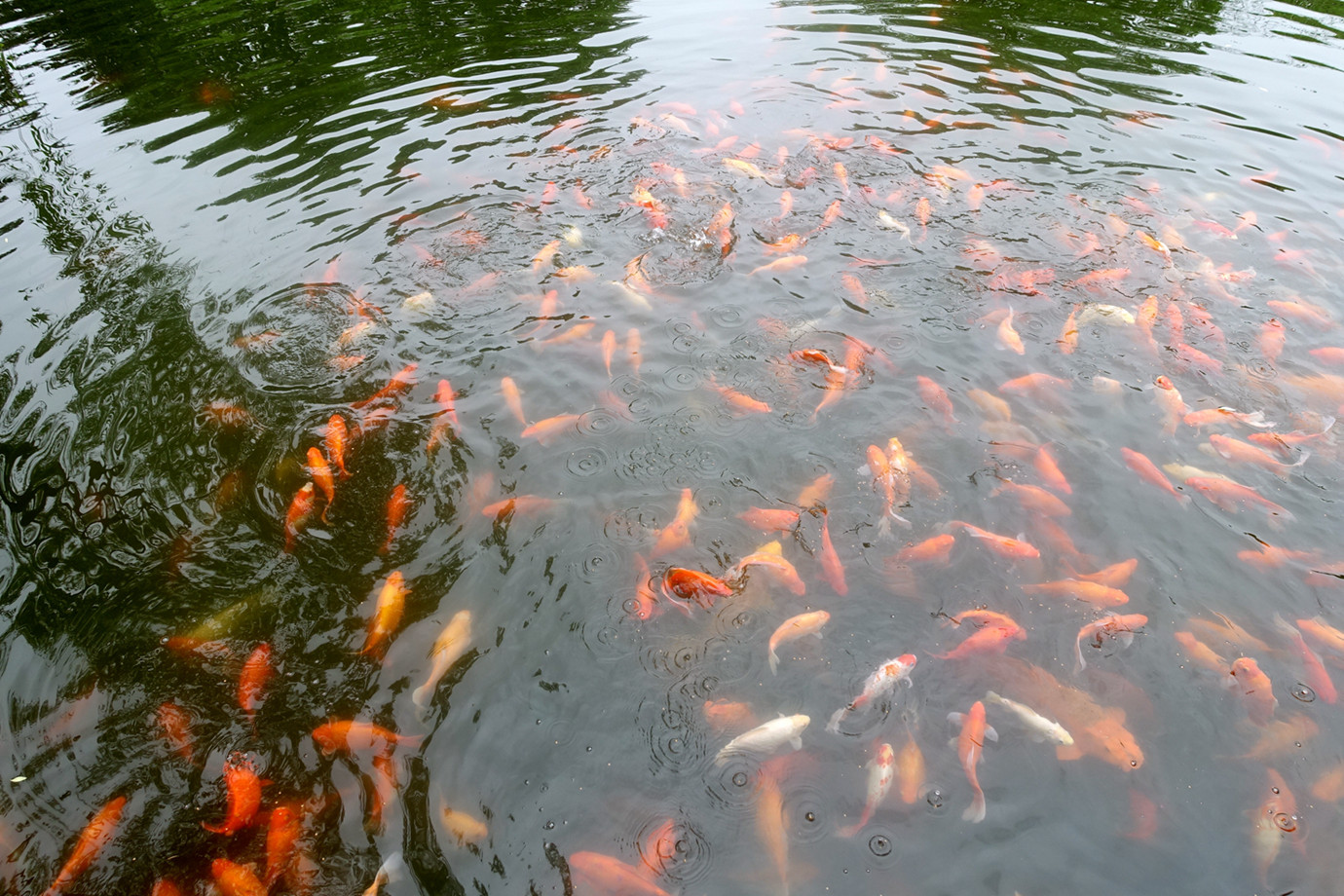  浙江杭州-花港觀魚